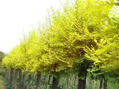 金葉榆的園林用途體現(xiàn)在哪些方面？