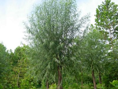 40公分饅頭柳幼苗的市場(chǎng)價(jià)格是多少？