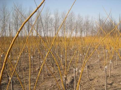 金枝槐和金葉槐的區(qū)別在哪里？