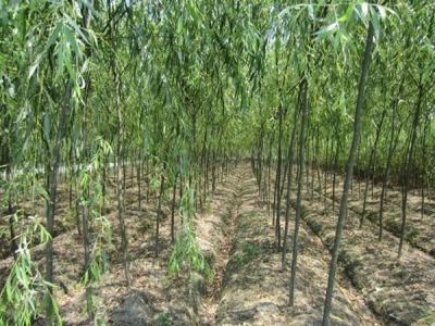 速生柳樹(shù)每年可以長(zhǎng)粗多少？