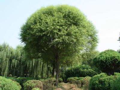 漳河柳和饅頭柳有什么區(qū)別？