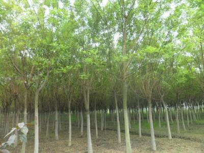 國(guó)槐的效果和價(jià)值有哪些？