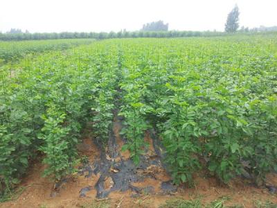 如何讓白蠟樹長得更快更好？