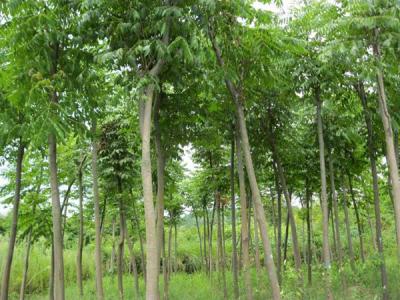 黃山欒樹(shù)為什么會(huì)出現(xiàn)滴油的情況？