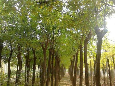 鹽堿地可以栽培速生柳嗎？