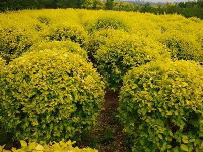 金葉榆球適合什么樣的土質(zhì)？