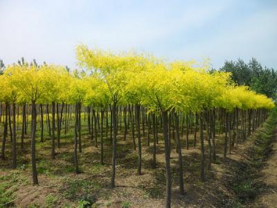 金葉槐的植株高度可以達(dá)到多少？