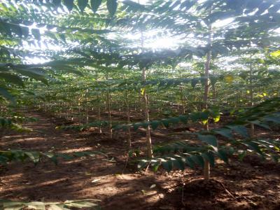 千頭椿和臭椿二者有什么區(qū)別？