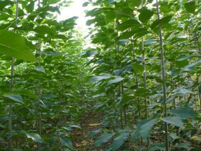 白蠟樹的風水寓意是什么？