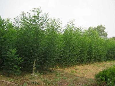 刺槐花和國槐花可以吃嗎？