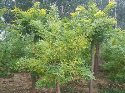 金葉槐小苗的市場價(jià)格是多少？