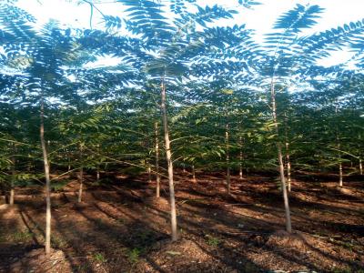 香椿和紅香椿二者有什么區(qū)別？