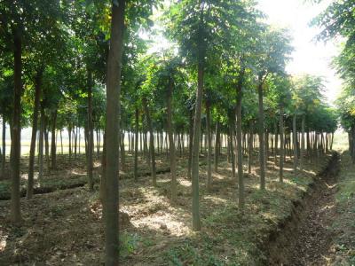 黃山欒樹(shù)的產(chǎn)地是哪里？