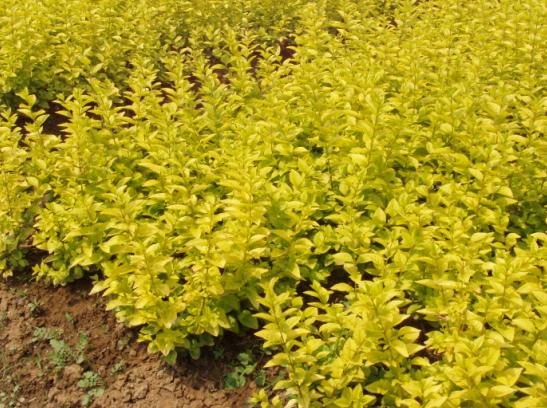 假植金葉女貞 假植金葉女貞