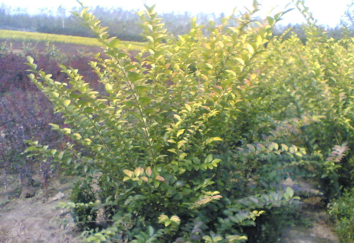 假植金葉女貞 假植金葉女貞