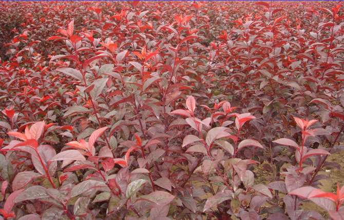 美植袋太陽李 美植袋太陽李