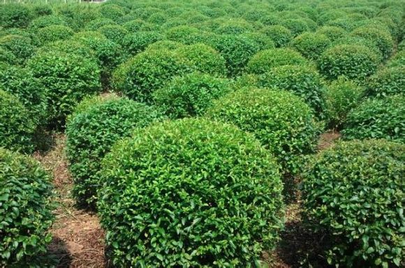 榆葉梅球 榆葉梅球