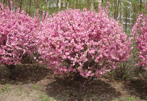 榆葉梅球 榆葉梅球