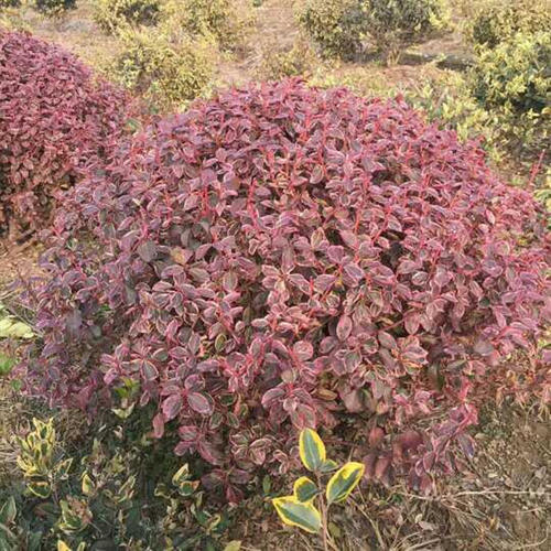 冬紅衛(wèi)矛 冬紅衛(wèi)矛