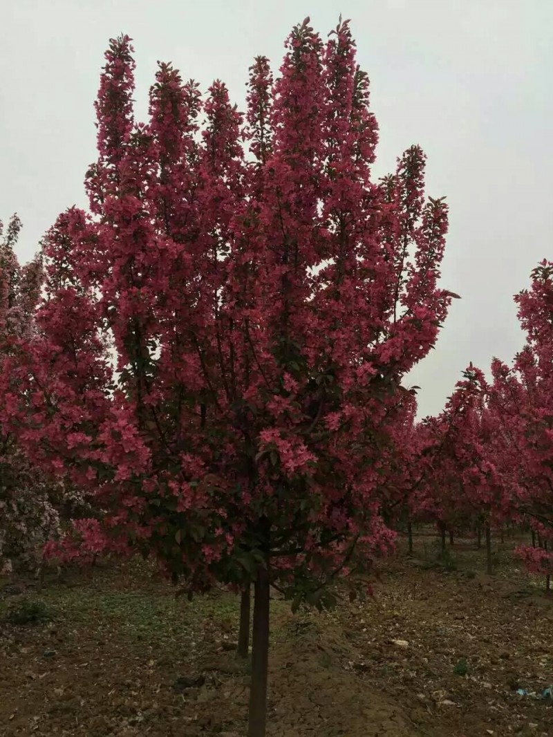 絢麗海棠 絢麗海棠