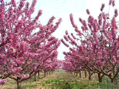 絢麗海棠 絢麗海棠