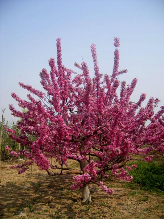 絢麗海棠 絢麗海棠