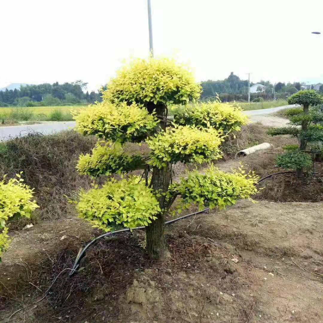 造型金葉榆 造型金葉榆