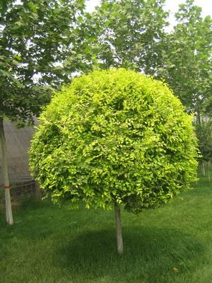 造型金葉榆 造型金葉榆