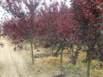 紫葉矮櫻的果子可以吃嗎？