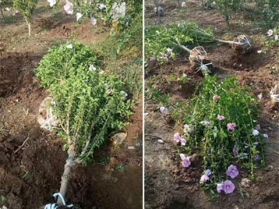 木槿花該如何種植及養(yǎng)護？