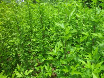 木槿花的花語是什么，寓意是什么？