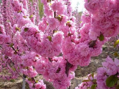 榆葉梅球是灌木品種還是喬木品種?