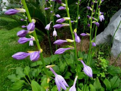 紫玉簪圖片，藥用價值