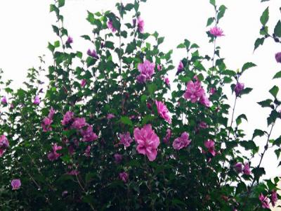 木槿樹適合在院子里栽培嗎？