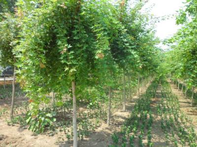 叢生五角楓拼栽需要注意些什么？