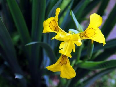 黃菖蒲的果子可以吃么?