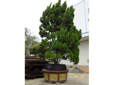 家有龍柏盆景對家風(fēng)水好嗎？