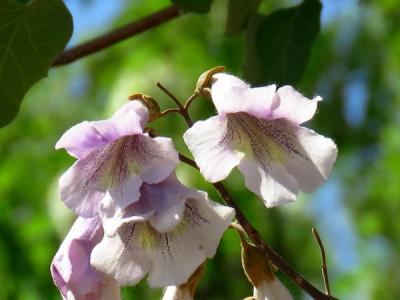 泡桐可以種植于自家的院子里嗎？