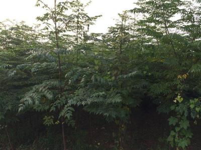 臭椿有毒嗎？