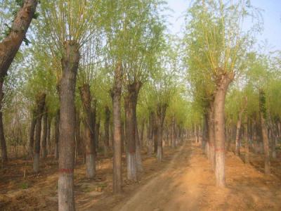 金絲柳和金絲垂柳有什么不同？