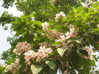 泡桐的品種應(yīng)該如何選擇？