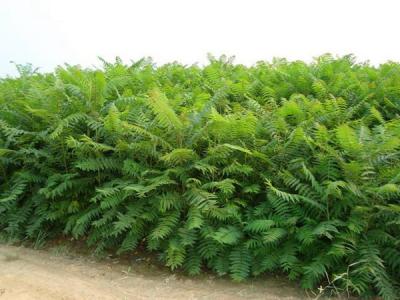 臭椿是大兇之樹，還是大吉之樹？