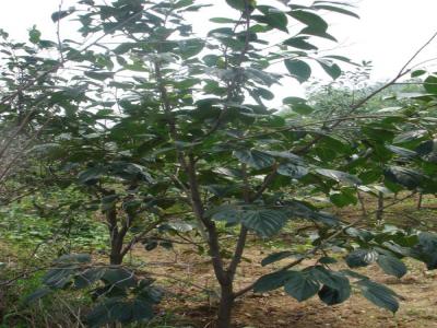 柿子樹(shù)如何過(guò)冬？