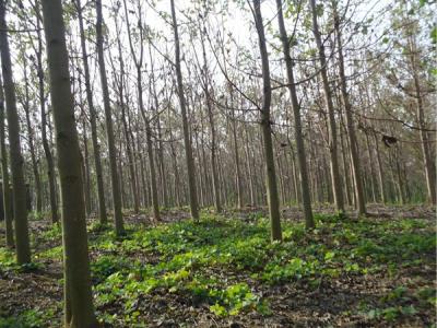 泡桐價值體現(xiàn)在哪些方面？