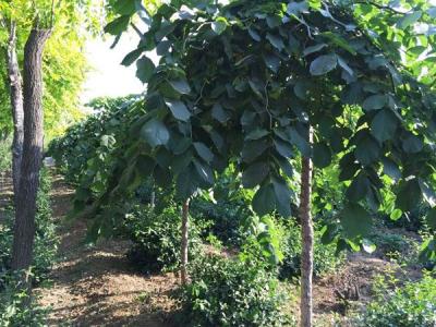 大葉垂榆小苗應(yīng)該去哪里購(gòu)買？