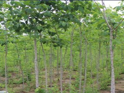 30年的杜仲樹價格是多少？