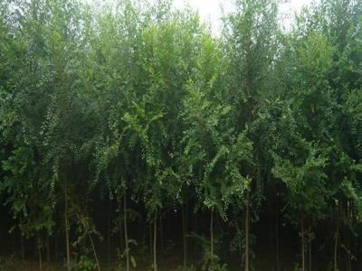 榆樹(shù)為什么不可以在院子里種？