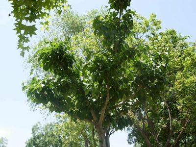 杜仲樹的象征意義是什么？