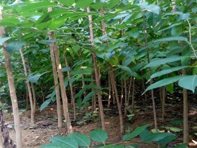 杜仲樹可以在哪兒種？