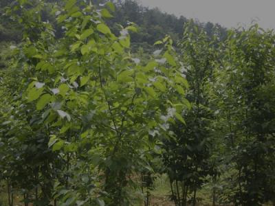 杜仲樹皮怎么采收，什么時候采收？